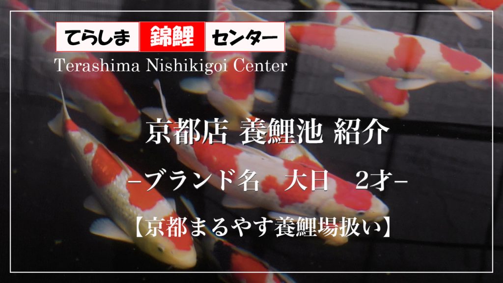 京都店養鯉池紹介　大日　2才