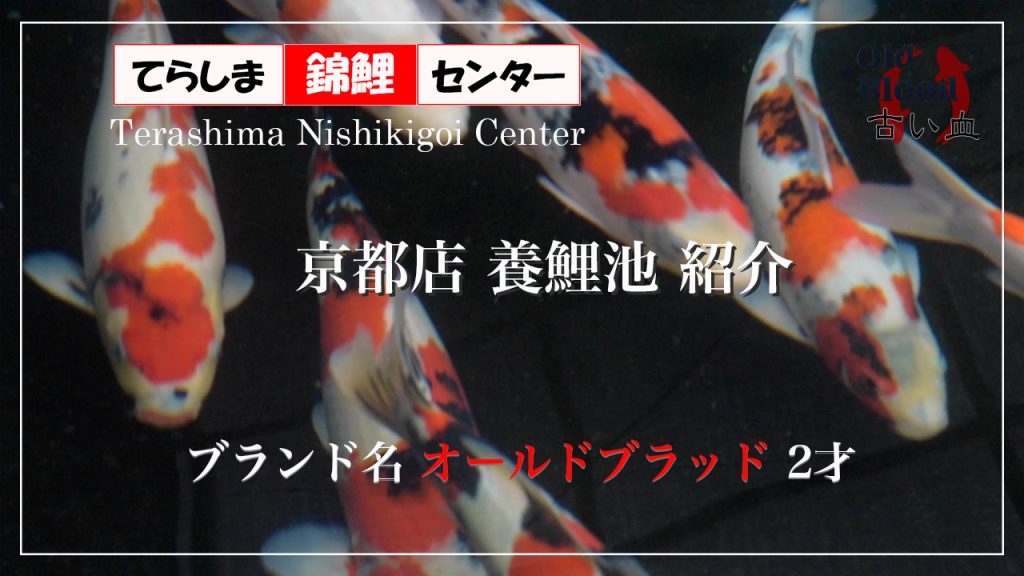 京都店養鯉池紹介　オールドブラッド2才