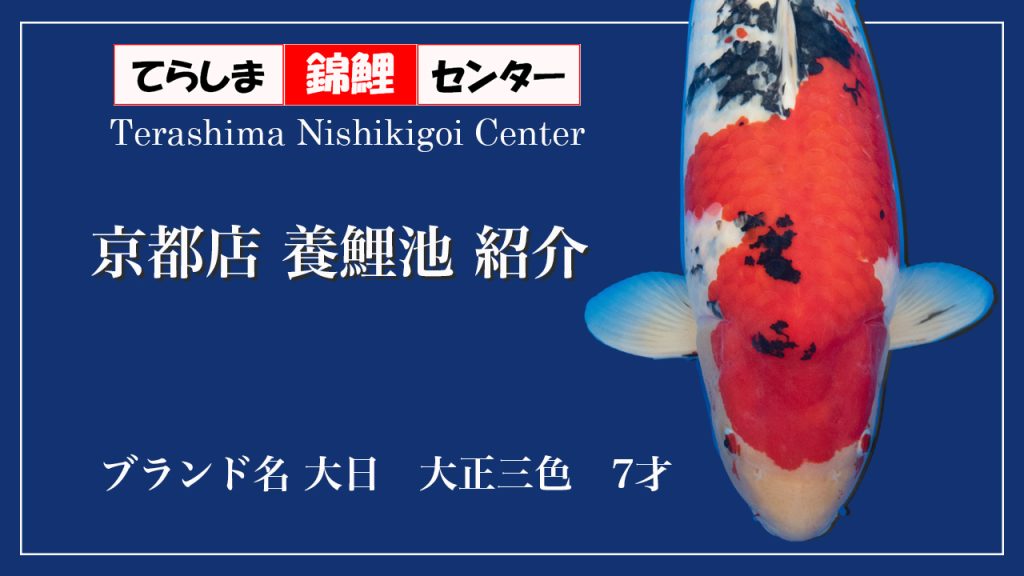 京都店養鯉池紹介　大日大正三色7才