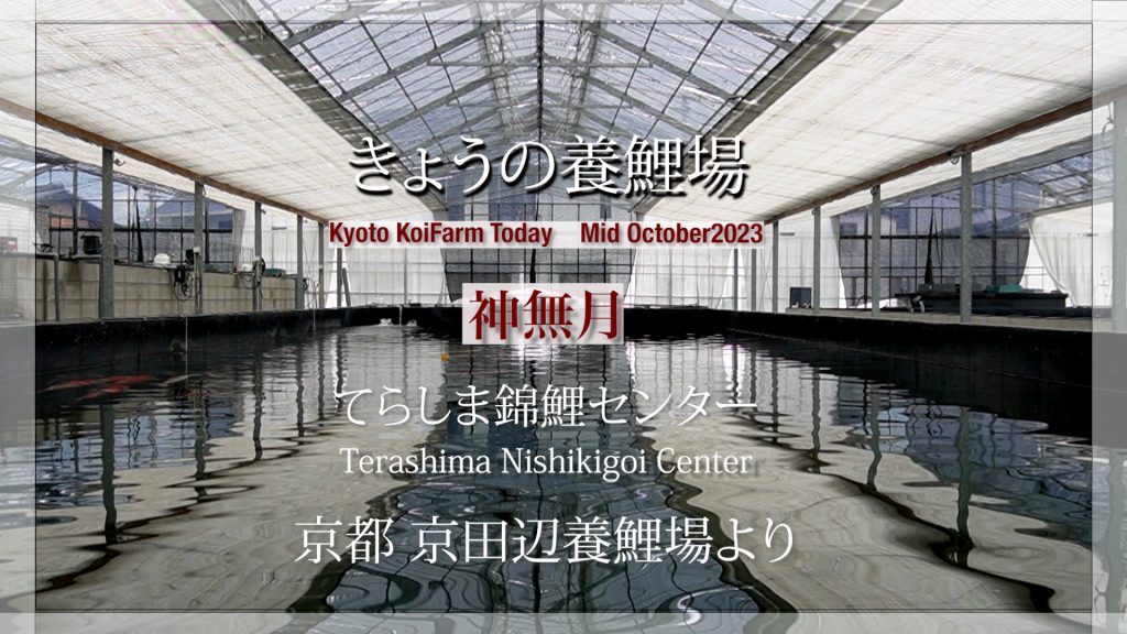今日の養鯉場2023年10月