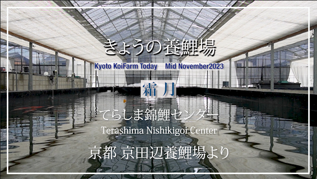 今日の養鯉場2023年11月