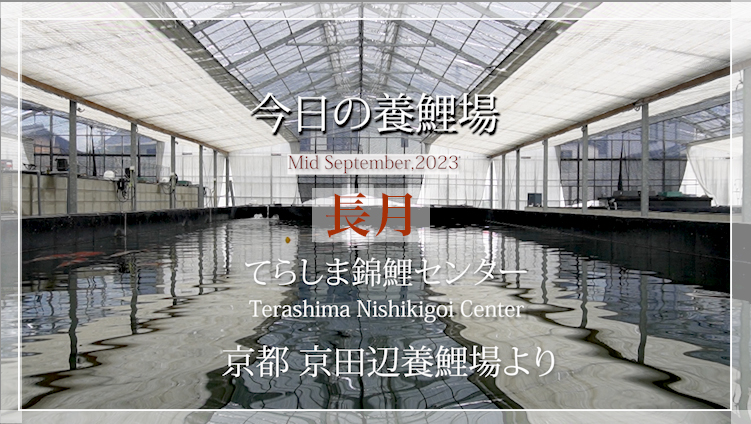今日の養鯉場2023年9月
