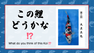 この鯉どうかな!? 　− 第３回 −
