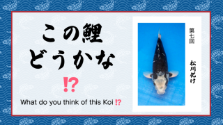 この鯉どうかな!?　− 第７回 −