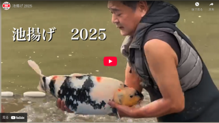 2025年の池揚げの様子をYoutubeにアップしました!