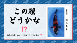 この鯉どうかな!? 　− 第２回 −