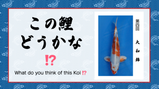 この鯉どうかな!? 　− 第４回 −