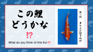この鯉どうかな!? 　− 第１回 −