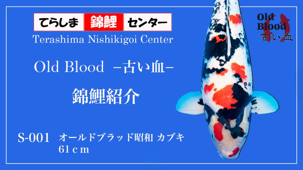 S001オールドブラッド昭和カブキ