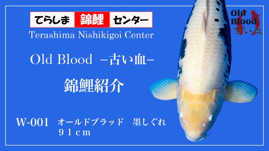 W001オールドブラッド墨しぐれ