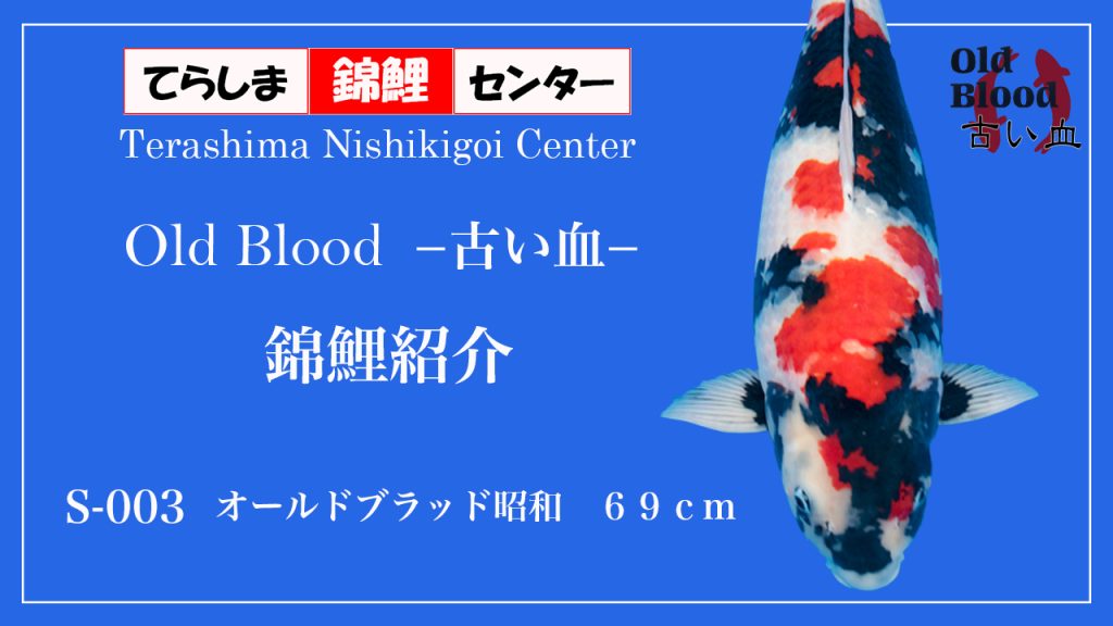 S003オールドブラッド昭和