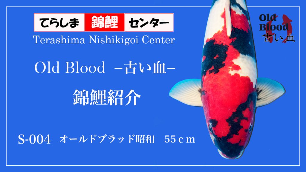 S004オールドブラッド昭和