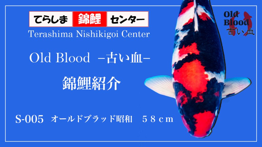 S005オールドブラッド昭和