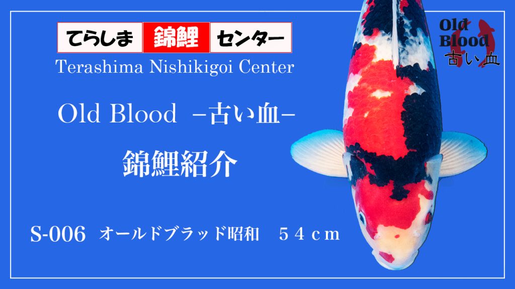 S007オールドブラッド昭和