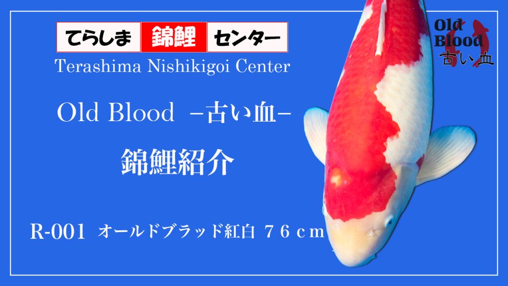 R001オールドブラッド紅白