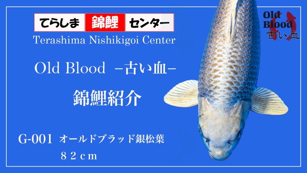 G001オールドブラッド銀松葉