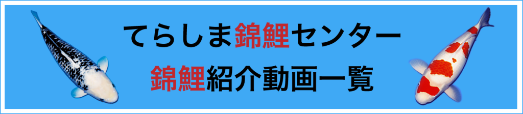 錦鯉紹介動画一覧