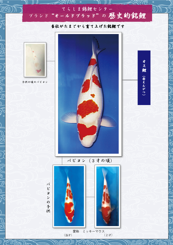 てらしま錦鯉センター歴史的銘鯉
