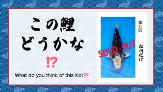 この鯉どうかな!?　− 第７回 −