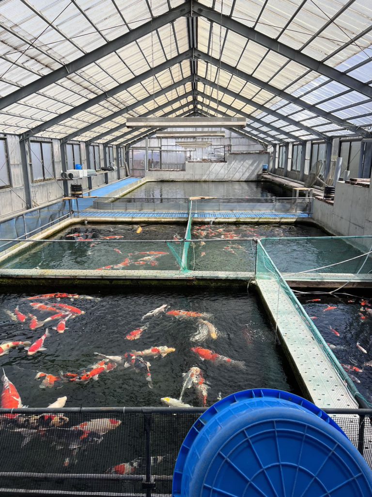 滋賀養鯉場３