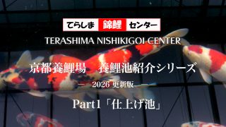 京都養鯉場の池紹介(2026年更新版)Part1をアップしました!