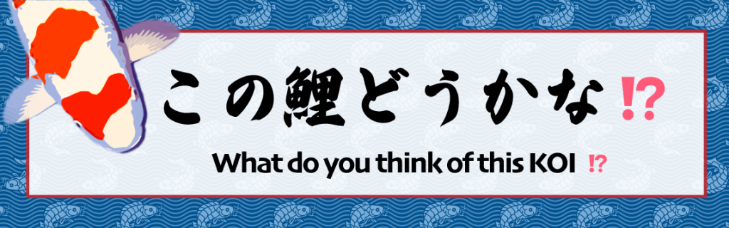 この鯉どうかな!?