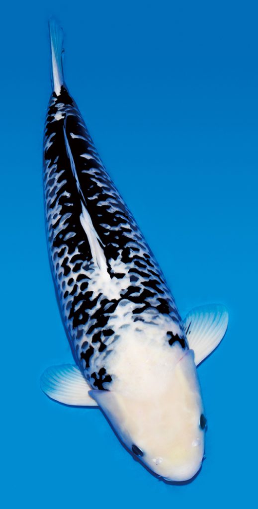 漆黒のオルフェ