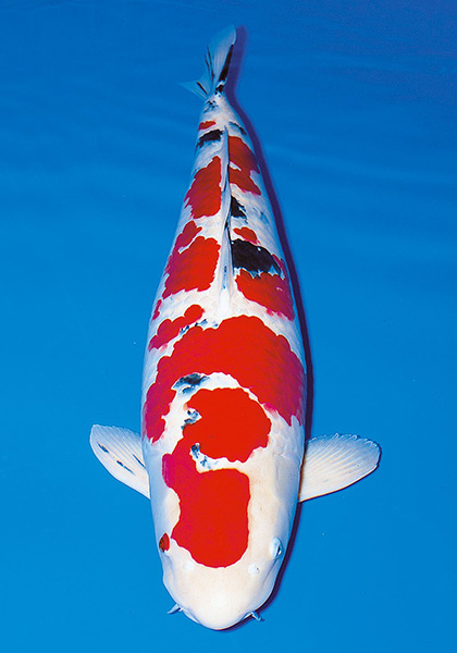 全日本総合錦鯉
品評会 31回大会
全体総合優勝