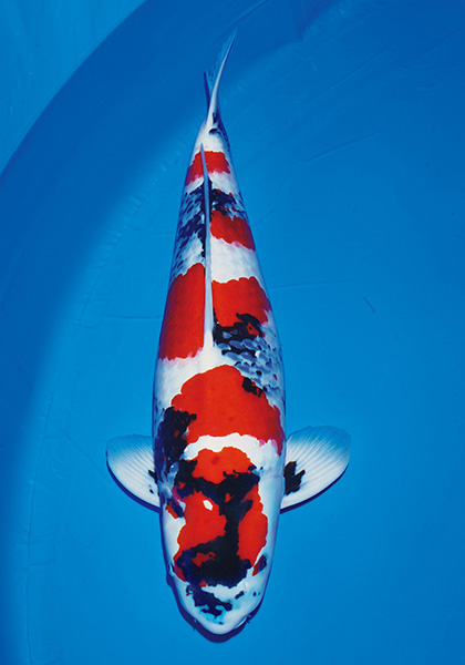 42回大会_85部オス
国魚賞