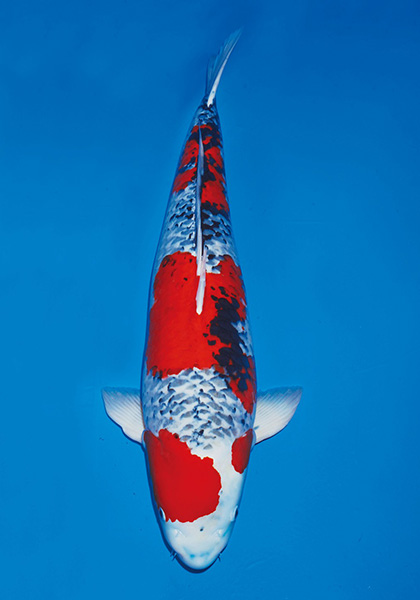 42回大会_90部オス
国魚賞