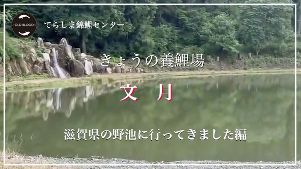 今日の養鯉場2024年7月　滋賀の野池編