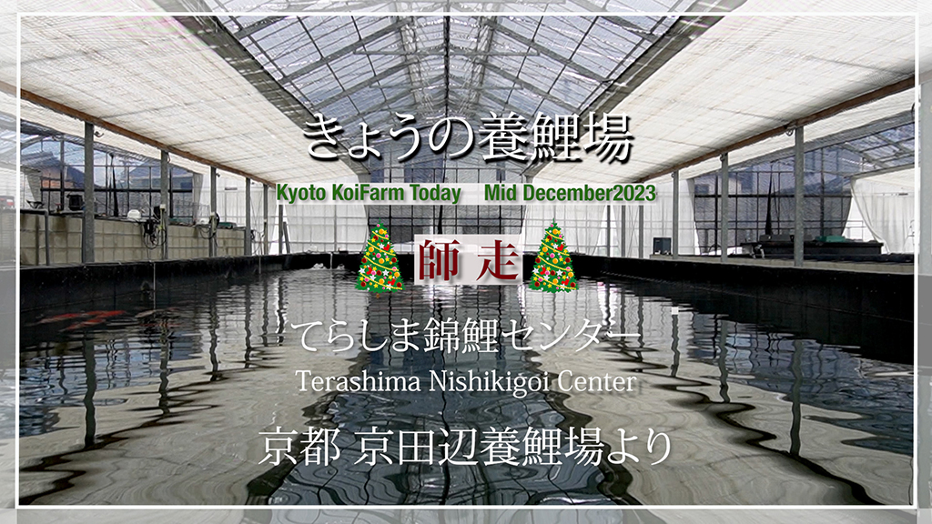 今日の養鯉場2023年12月