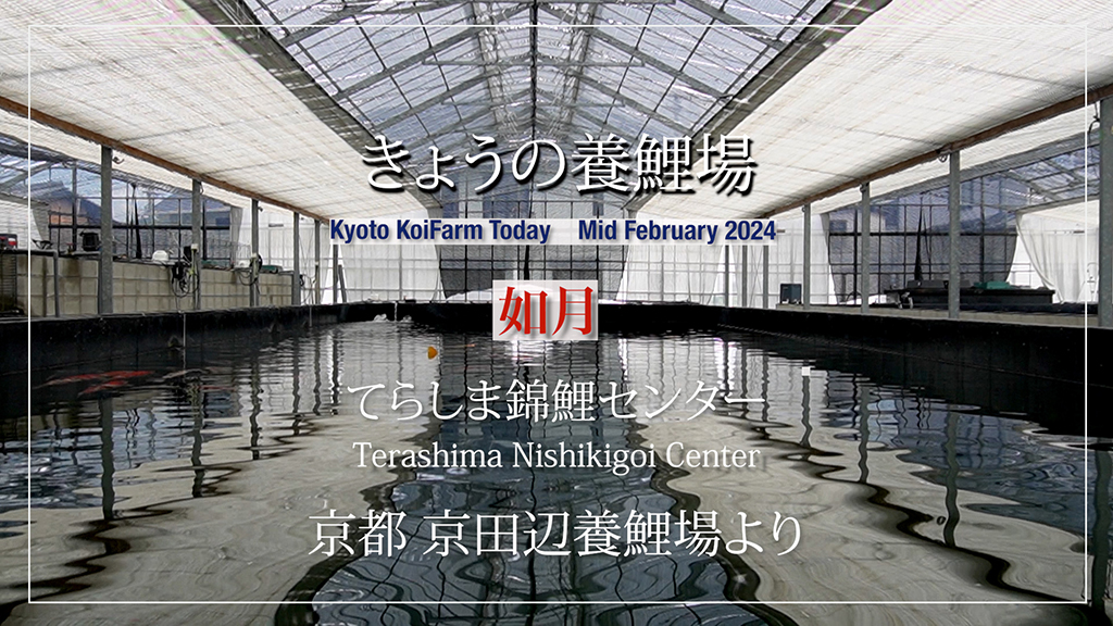 今日の養鯉場2024年2月