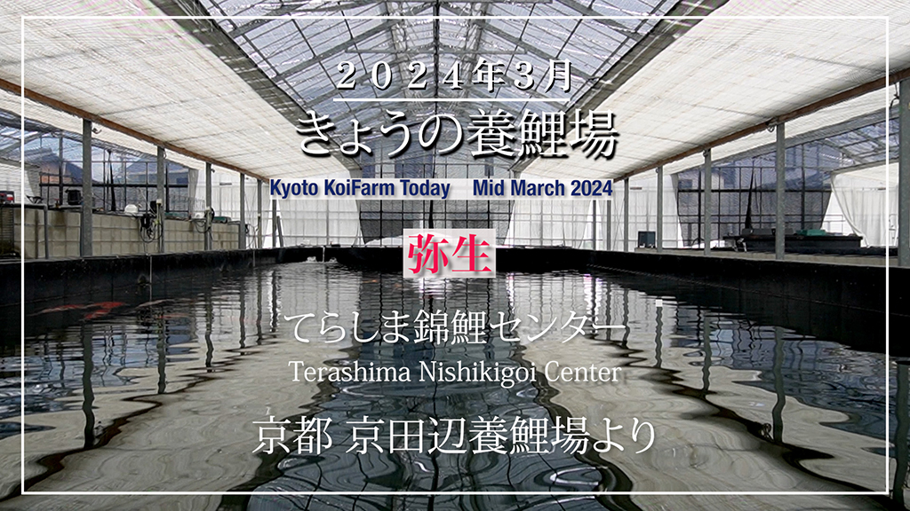 今日の養鯉場2024年3月
