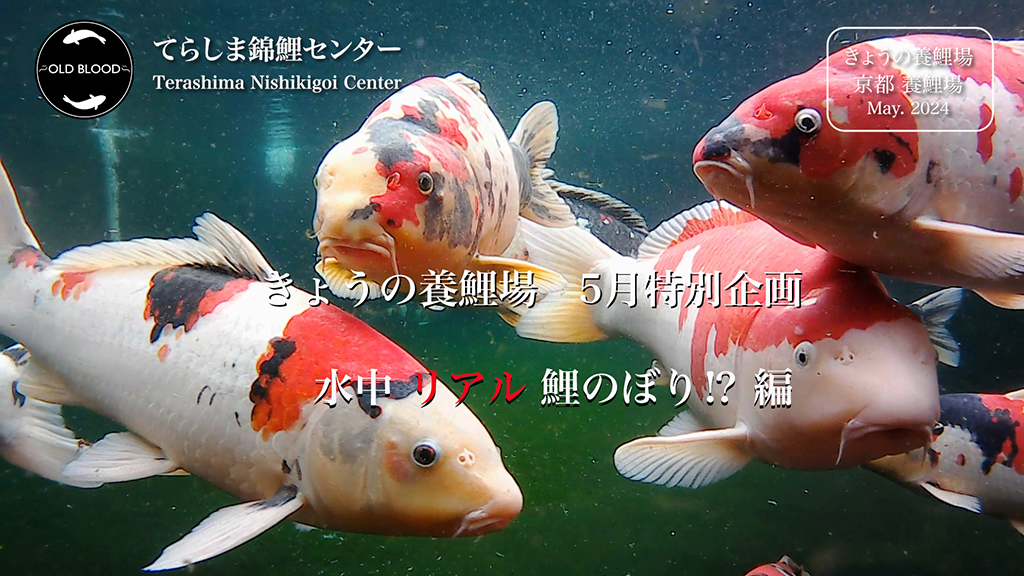 今日の養鯉場2024年5月水中撮影編