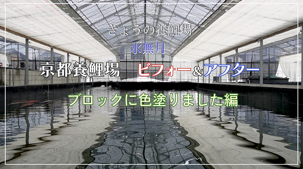 今日の養鯉場2024年6月　ブロックに色塗りました編