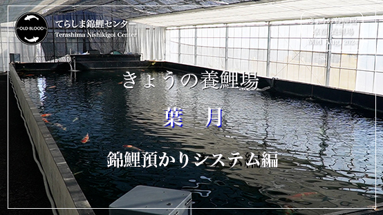 今日の養鯉場2024年8月　預かりシステム編