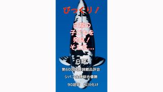 白龍の子どもを見つけちゃった...! をアップしました！