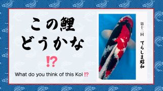 この鯉どうかな!? (シーズン2) − 第12回 −