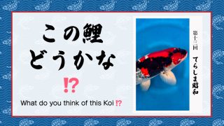 この鯉どうかな!? (シーズン2) − 第13回 −