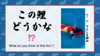 この鯉どうかな!? (シーズン2) − 第11回 −