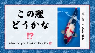 この鯉どうかな!? (シーズン2) − 第15回 −