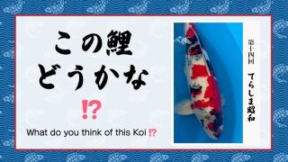 この鯉どうかな!? (シーズン2) − 第14回 −