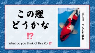 この鯉どうかな!? (シーズン2) − 第16回 −